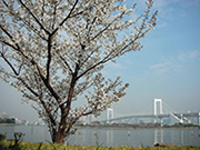 水辺の桜