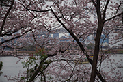 満開の桜