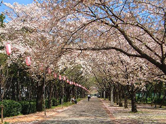 辰巳の森緑道公園／BBQ／バーベキューレンタル／配達／東京／江東区