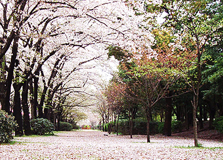 辰巳の森緑道公園